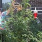 TOMATO TREE TALLEST 200 US SEEDS