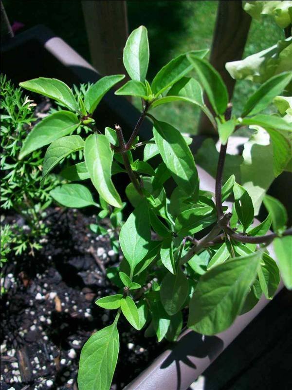 1000 US SEEDS LICORICE BASIL BULK