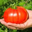 200 US SEEDS BEEFSTEAK TOMATO LARGE