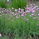 GOURMET CHIVE HERB BULK 1000 US SEEDS