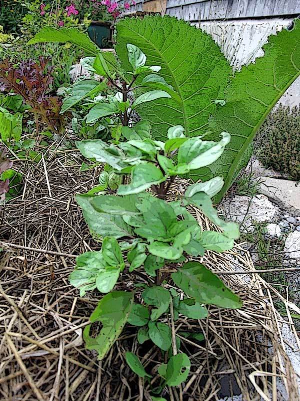 1000 US SEEDS THAI BASIL BULK