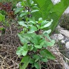 1000 US SEEDS THAI BASIL BULK