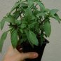 1000 US SEEDS THAI BASIL BULK
