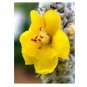 100 US SEEDS MULLEIN ORNAMENTAL PLANT MEDICINAL FLOWERING