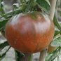 50 US SEEDS TOMATO HUGE BLACK GOURMET SWEETEST FLAVOR