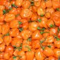 ORANGE HABANERO PEPPER 100 US SEEDS