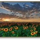DWARF SUNFLOWER 200 US SEEDS