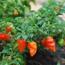 100 US SEEDS BHUT JOLOKIA GHOST PEPPER BULK WORLDS HOTTEST