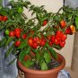 100 US SEEDS BHUT JOLOKIA GHOST PEPPER BULK WORLDS HOTTEST