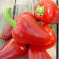 PIMENTO L SWEET PEPPER 100 US SEEDS