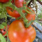 ARKANSAS TRAVELER TOMATO BULK 100 US SEEDS