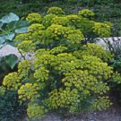 BOUQUET VARIETY DILL HERB BULK 1000 US SEEDS