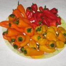 SWEETEST RED YELLOW ORANGE MINI BELL PEPPER  STRAWBERRY SWEET 100 US SEEDS