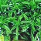 SAVORY HERB MEDICINAL 1000 US SEEDS
