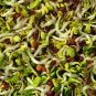 SPROUTING MIX 2000 US SEEDS