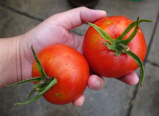 TOMATO BONNY BEST 100 US SEEDS