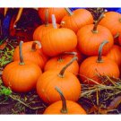 BABY BEAR PUMPKIN 20 US SEEDS