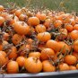 BABY BEAR PUMPKIN 20 US SEEDS