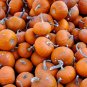 BABY BEAR PUMPKIN 20 US SEEDS