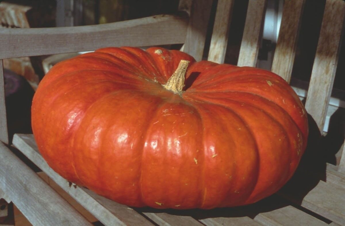 PUMPKIN DECORATIVE 7 US SEEDS