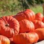 PUMPKIN DECORATIVE 7 US SEEDS