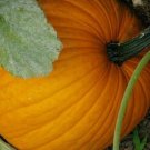 7 US SEEDS PUMPKIN LARGE HEIRLOOM