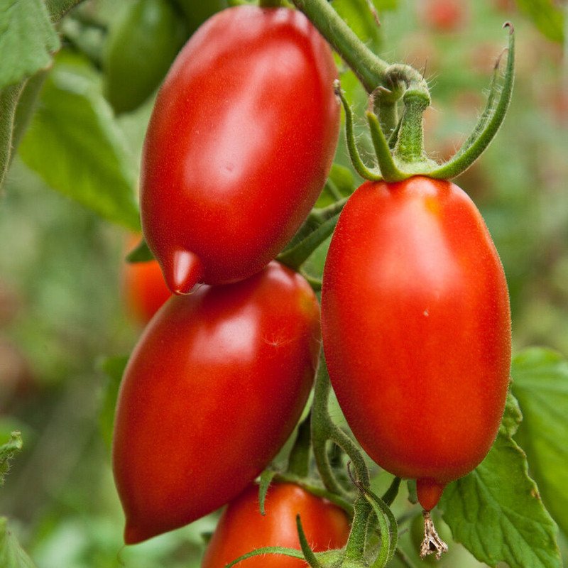 15 US SEEDS AMISH PASTE TOMATO