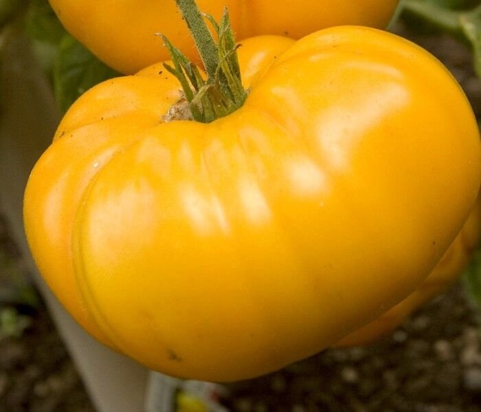 YELLOW BRANDYVINE TOMATO LARGE 15 US SEEDS