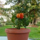 20 US SEEDS WINDOWBOX ROMA TOMATO