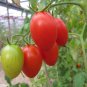 20 US SEEDS WINDOWBOX ROMA TOMATO