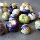 20 US SEEDS PURPLE TOMATILLO