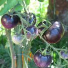 HEALTHFUL BLUE TOMATO ANTIOXIDANT 7 US SEEDS