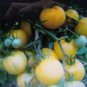 15 US SEEDS GARDEN PEACH TOMATO