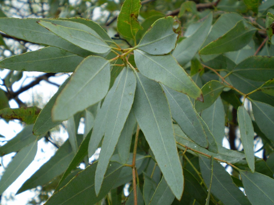 7 US SEEDS LEMON EUCALYPTUS TREE