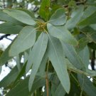 7 US SEEDS LEMON EUCALYPTUS TREE