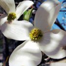 5 US SEEDS DOGWOOD TREE