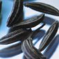 HEIRLOOM CARAWAY HERB 100 US SEEDS