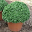 DWARF GREEK BASIL PUNGENT LEAVES 50 US SEEDS