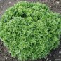 DWARF GREEK BASIL PUNGENT LEAVES 50 US SEEDS