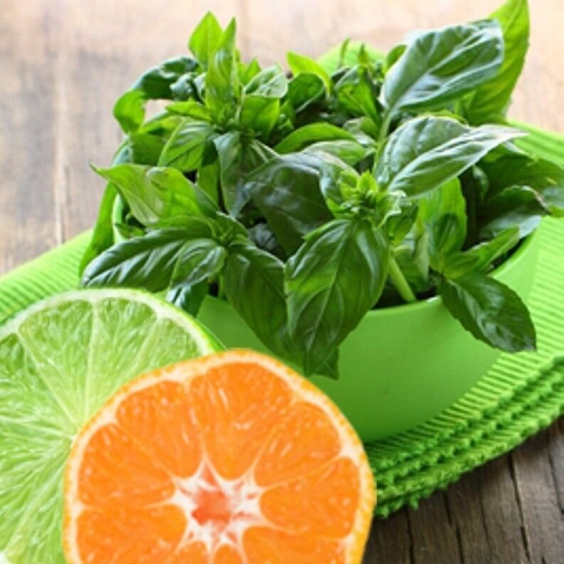 100 US SEEDS LIME BASIL SEEDS ZESTY AROMA OF LIME