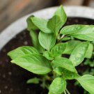 SIAM QUEEN BASIL SWEET SPICY 100 US SEEDS