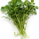 100 US SEEDS CRESS UPLAND FRESH PEPPERY FLAVOR