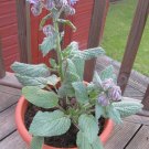 30 US SEEDS BORAGE HERB OF GLADNESS