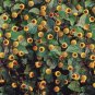 TOOTHACHE HERB FLOWERING HERB 100 US SEEDS