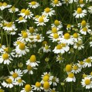 CHAMOMILE GERMAN VARIETY TEAS POTPOURRIS FLOWERING 100 US SEEDS