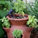 TRADITIONAL ITALIAN LARGE LEAF BASIL 100 US SEEDS