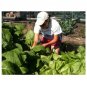 TRADITIONAL ITALIAN LARGE LEAF BASIL 100 US SEEDS