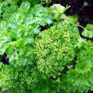 CURLED CHERVIL HERB 50 US SEEDS