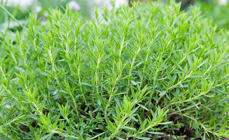 RUSSIAN TARRAGON HERB AROMATIC 100 US SEEDS