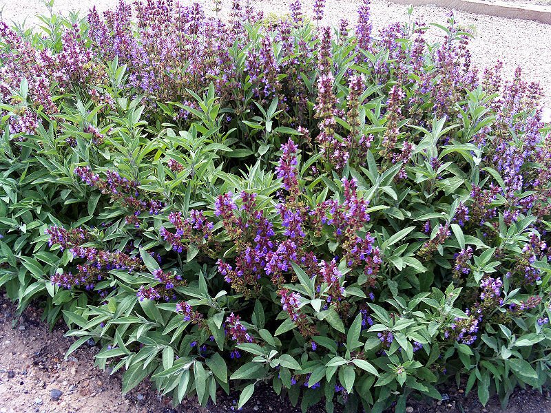 BROAD LEAVED SAGE HERB 100 US SEEDS